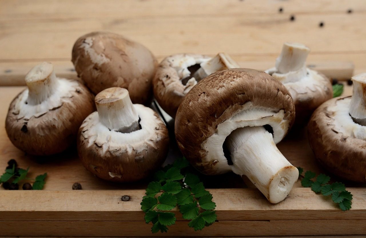 Borovicový les v rannom svetle so zemitými tónmi a hmlistou náladou